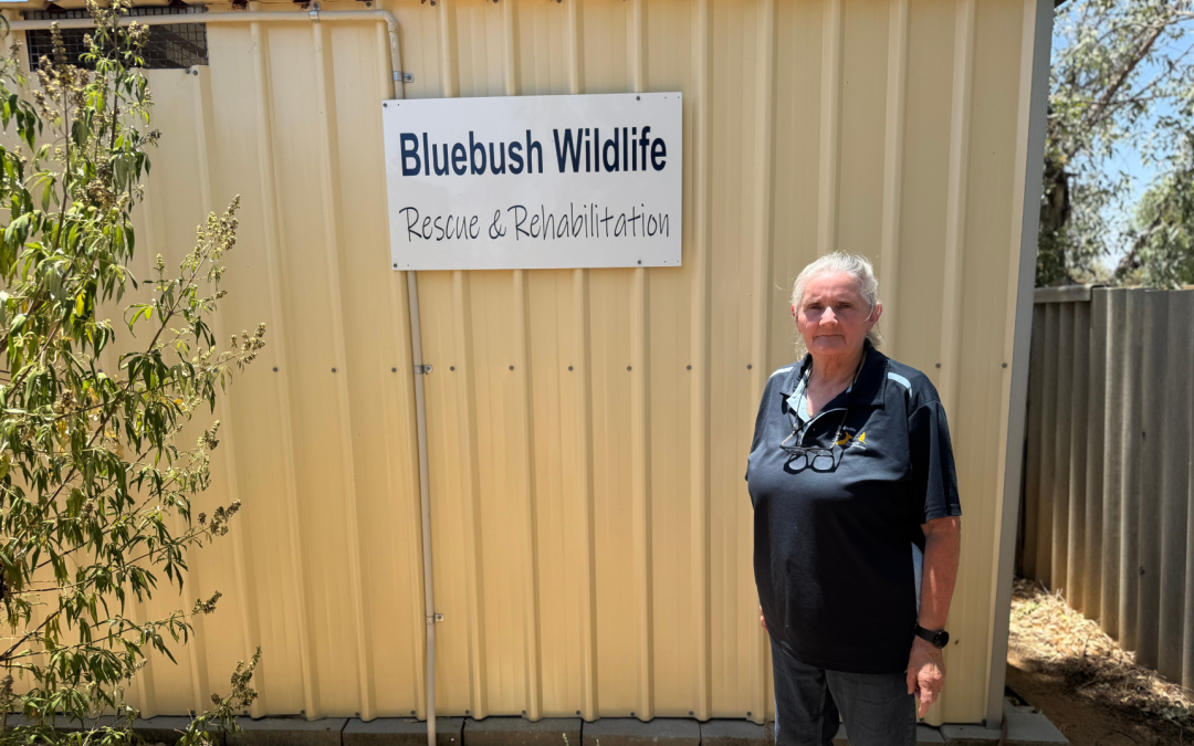 Sue Rose: The Woman Behind Bluebush Wildlife Rescue & Rehabilitation